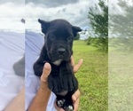 Small #7 Cane Corso
