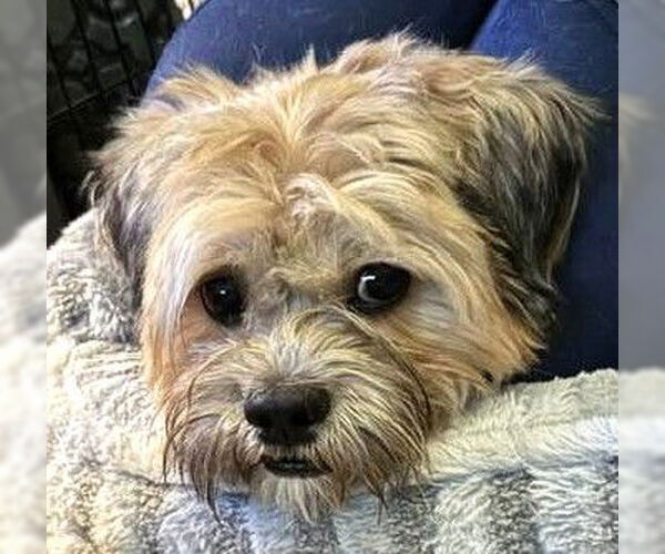 Medium Photo #1 Mutt Puppy For Sale in Westmont, IL, USA