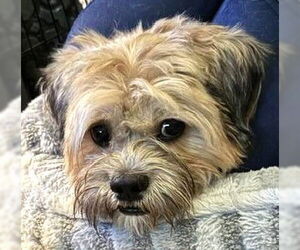 Mutt Dogs for adoption in Westmont, IL, USA