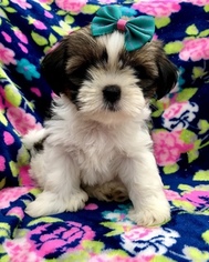 Shih Tzu Puppy for sale in LANCASTER, PA, USA