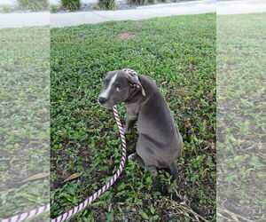 Mutt Dogs for adoption in Sanford, FL, USA