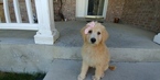 Puppy 1 Labradoodle