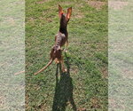 Small #4 Chihuahua
