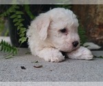 Small Photo #7 Bichon Frise Puppy For Sale in MANES, MO, USA