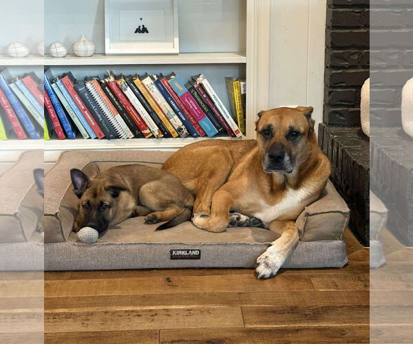 Medium Photo #8 German Shepherd Dog Puppy For Sale in Gretna, NE, USA