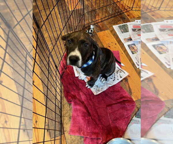 Medium Photo #3 Mutt Puppy For Sale in Candler, NC, USA