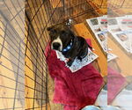 Small #2 Mutt