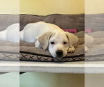 Small #3 Mutt