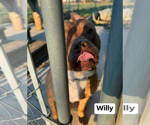 Medium Photo #4 American Staffordshire Terrier-Unknown Mix Puppy For Sale in Richmond, IN, USA