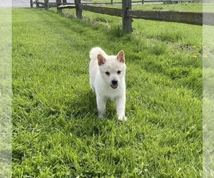 Shiba Inu Puppy for sale in CANOGA, NY, USA