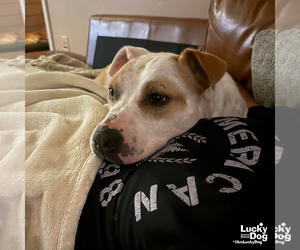 Lilith - Female Mutt Dog for Adoption - Photo #16