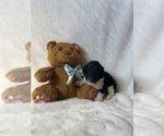 Small #3 Goldendoodle