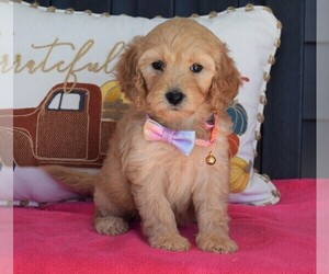 Labradoodle Puppy for sale in COSHOCTON, OH, USA