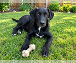 Small Photo #3 Labrador Retriever-Unknown Mix Puppy For Sale in Clovis, CA, USA
