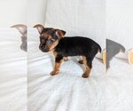 Small Photo #4 Yorkshire Terrier Puppy For Sale in ESTERO, FL, USA