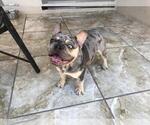 Small Photo #3 English Bulldog Puppy For Sale in CHULA VISTA, CA, USA