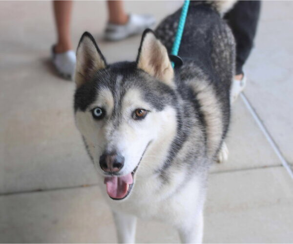 Medium Photo #4 Siberian Husky Puppy For Sale in Holly Springs, NC, USA