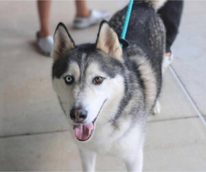 Hachi - Male Siberian Husky Dog for Adoption - Photo #4