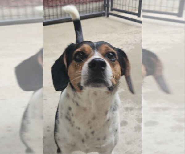 Medium Photo #1 Beagle Puppy For Sale in Fairfax, VA, USA