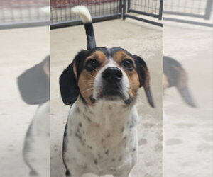 Beagle Dogs for adoption in Fairfax, VA, USA