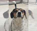 Small Beagle