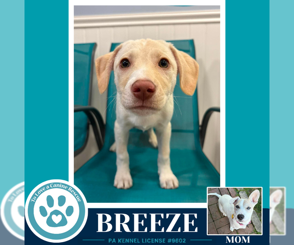 Medium Photo #2 Labrador Retriever-Unknown Mix Puppy For Sale in Kimberton, PA, USA