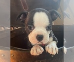 Small Photo #6 Boston Terrier Puppy For Sale in MONTVILLE, OH, USA