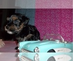 Puppy 2 Yorkshire Terrier