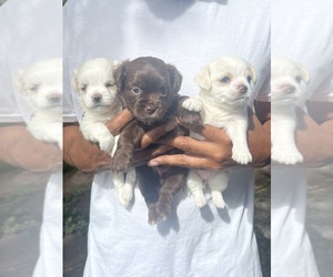 Chihuahua Puppy for sale in ALTAMONTE SPRINGS, FL, USA