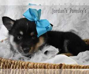 Pomsky Puppy for sale in SALEM, OH, USA