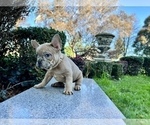 Small Photo #120 French Bulldog Puppy For Sale in HAYWARD, CA, USA