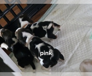 Basset Hound Puppy for sale in PORTLAND, TN, USA