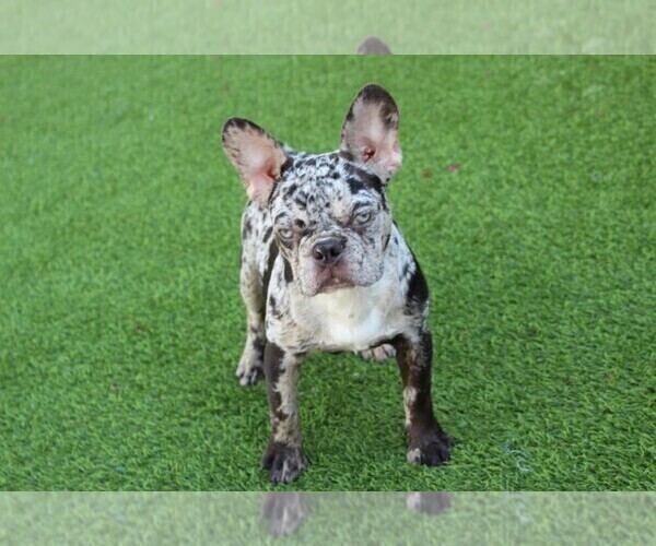 Medium Photo #3 French Bulldog Puppy For Sale in CHANDLER, AZ, USA