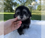 Small #8 Poovanese