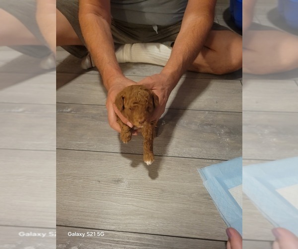 Medium Photo #6 Goldendoodle mix (+ Poodle Standard) Puppy For Sale in MILFORD, UT, USA