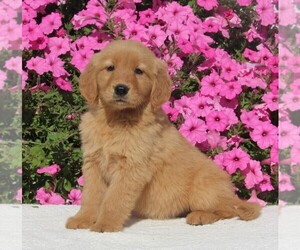 Golden Retriever Puppy for sale in FREDERICKSBURG, OH, USA