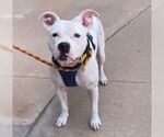Small #3 American Staffordshire Terrier-Staffordshire Bull Terrier Mix