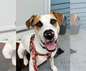 Labrador Retriever-Unknown Mix Dogs for adoption in Wakefield, RI, USA
