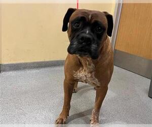 Boxer-Unknown Mix Dogs for adoption in Orange, CA, USA