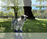 Small Photo #6 Australian Shepherd Puppy For Sale in CROWN POINT, IN, USA