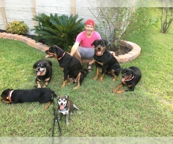 Full screen Photo #4 Rottweiler Puppy For Sale in GARLAND, TX, USA
