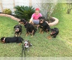 Small Photo #4 Rottweiler Puppy For Sale in GARLAND, TX, USA