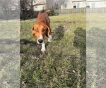 Small Photo #12 Treeing Walker Coonhound-Unknown Mix Puppy For Sale in Germantown, OH, USA