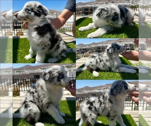Border Collie Puppy for Sale in NEWPORT BEACH, California USA