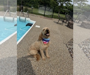 Father of the Doodle-Golden Retriever Mix puppies born on 04/26/2025