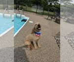 Small Photo #1 Doodle-Golden Retriever Mix Puppy For Sale in SWANSEA, IL, USA