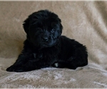Small Photo #12 Newfoundland Puppy For Sale in CAMBRIDGE, NE, USA