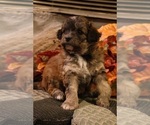 Small Photo #12 Aussiedoodle Miniature  Puppy For Sale in MENDON, MI, USA