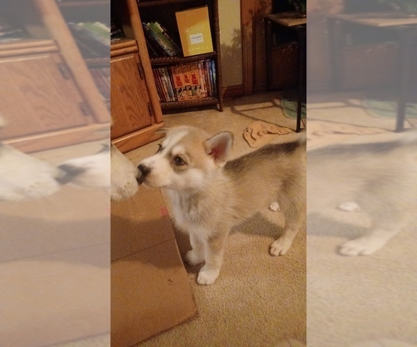 Medium Photo #10 Gerberian Shepsky Puppy For Sale in EDMORE, MI, USA