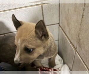 Gerberian Shepsky Dogs for adoption in Stockton, CA, USA